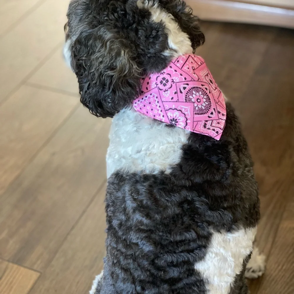 Blue Bandana Dog Collar